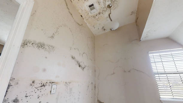 Best Mold Prevention Services  in Brentwood, MO