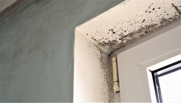  Brentwood, MO Mold Removal Pros