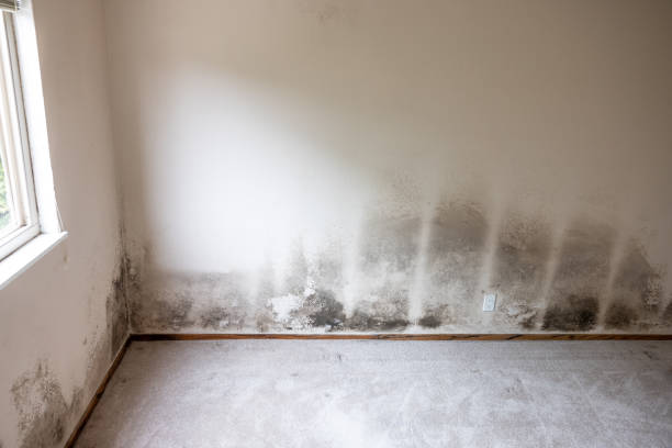 Best Biohazard Mold Removal  in Brentwood, MO