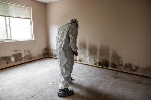 Environmental Consulting for Mold Prevention in Brentwood, MO