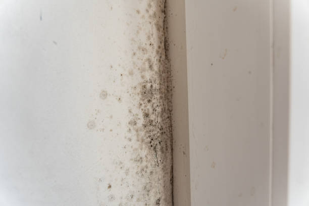 Mold Remediation for Rental Properties in Brentwood, MO