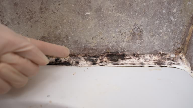 Best Forensic Mold Investigation  in Brentwood, MO