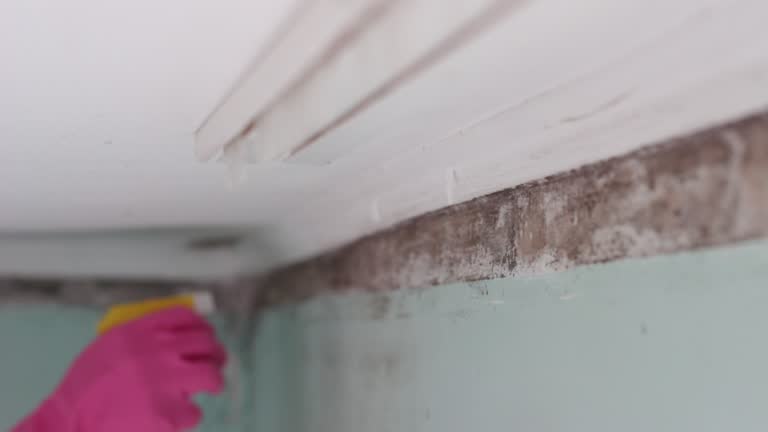 Reliable Brentwood, MO Mold Removal Solutions